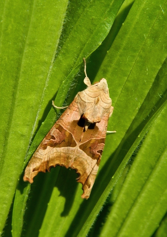 Phlogophora meticulosa ...sempre bella